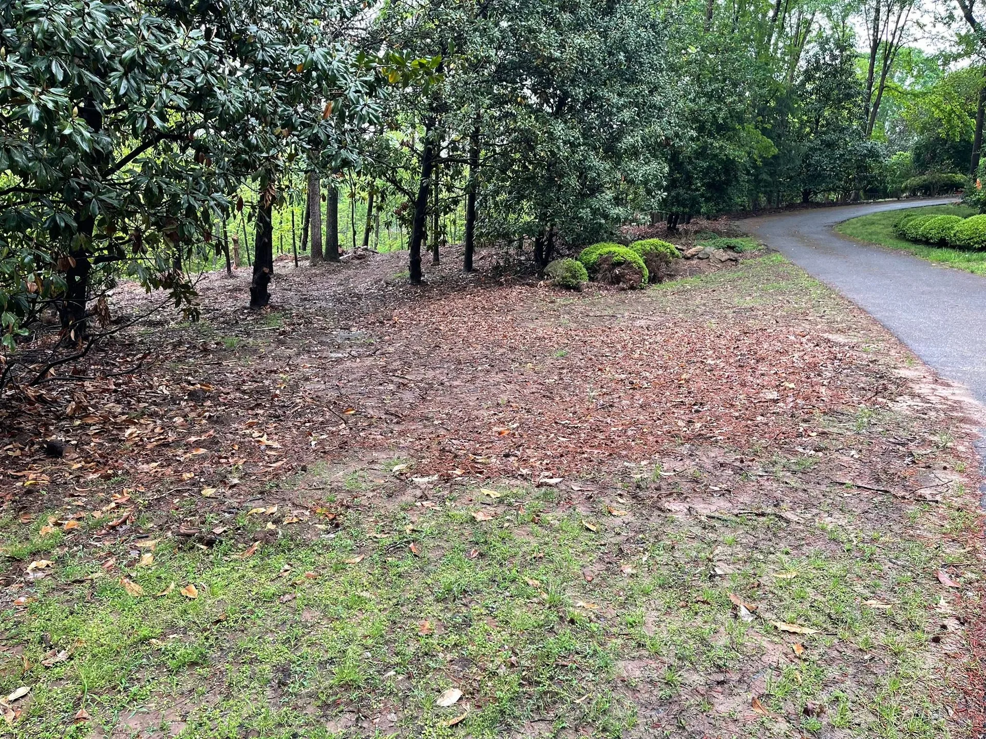 Cleared magnolia understory leaf litter curved driveway