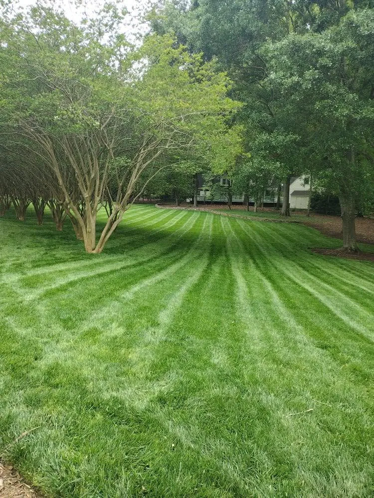 Crape myrtle row striped fescue lawn