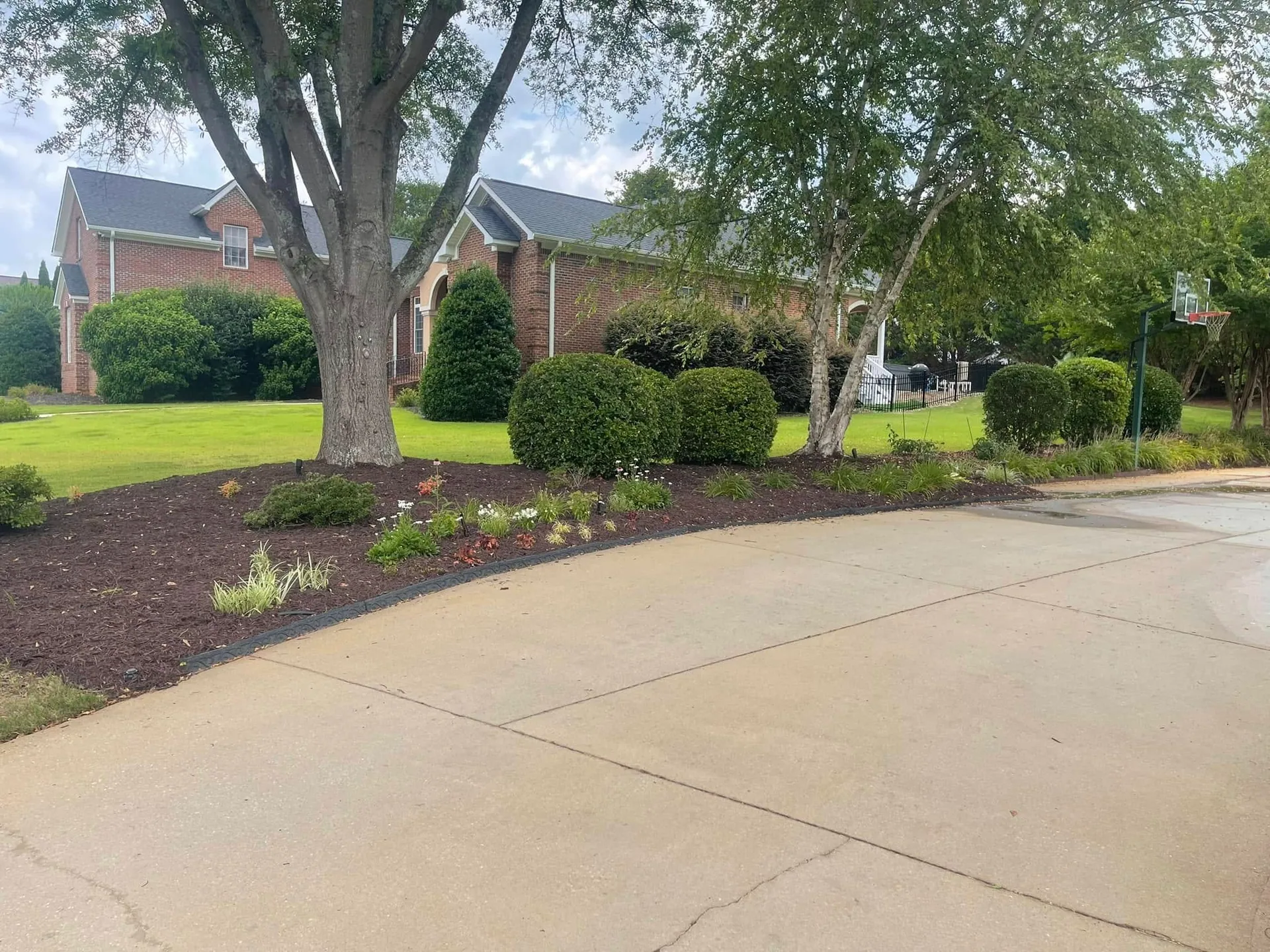 Curved driveway mulch bed river birch shade tree