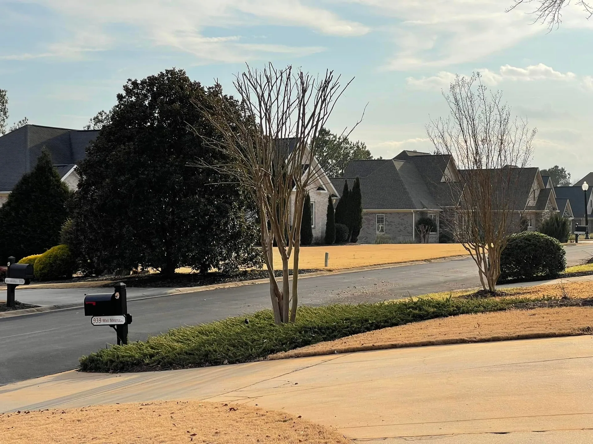 Dormant crape myrtles curbside groundcover bed winter.f86703f1