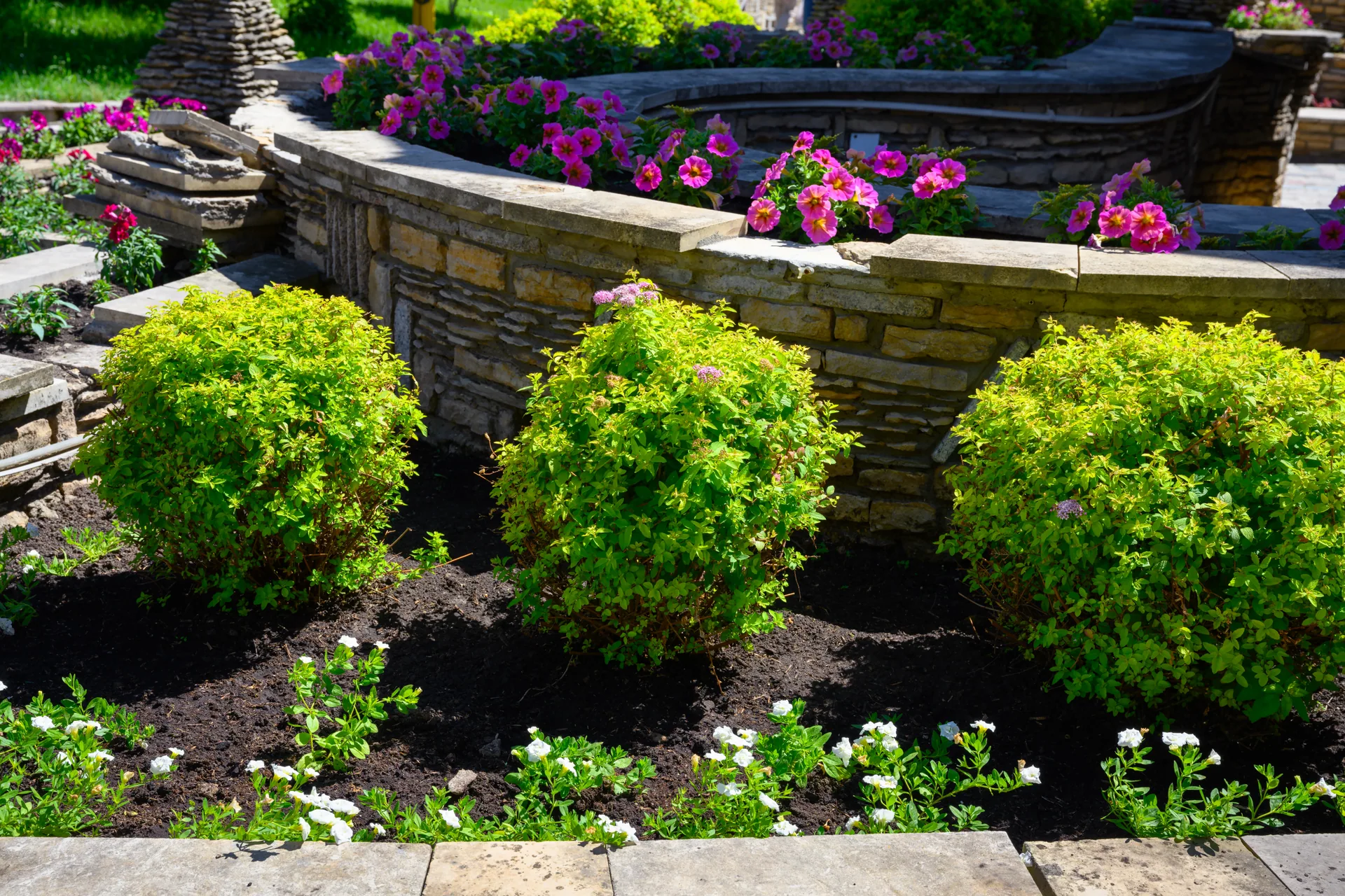 Golden spirea shrubs stone retaining wall garden bed