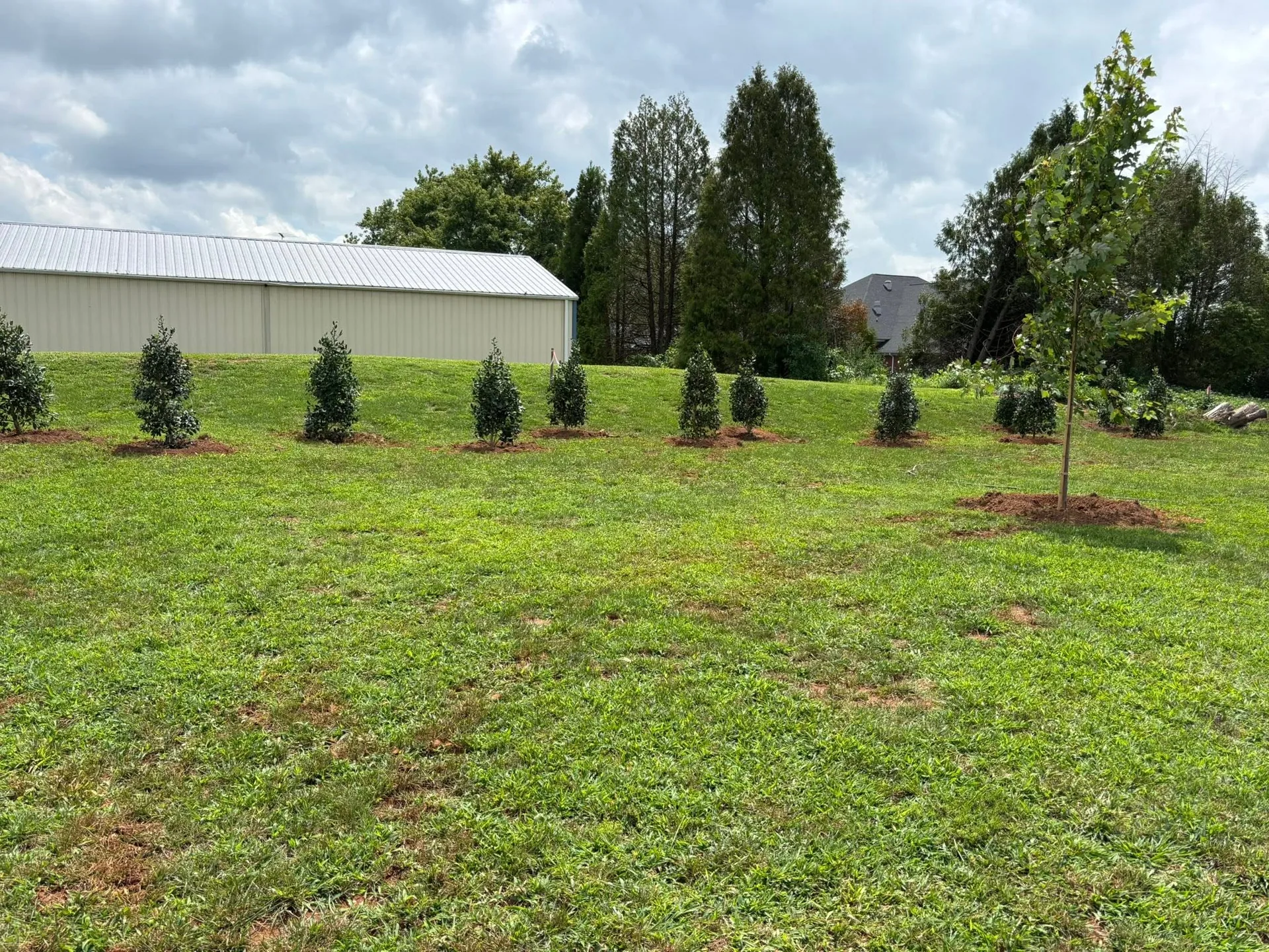 New evergreen shrub row metal building lawn slope