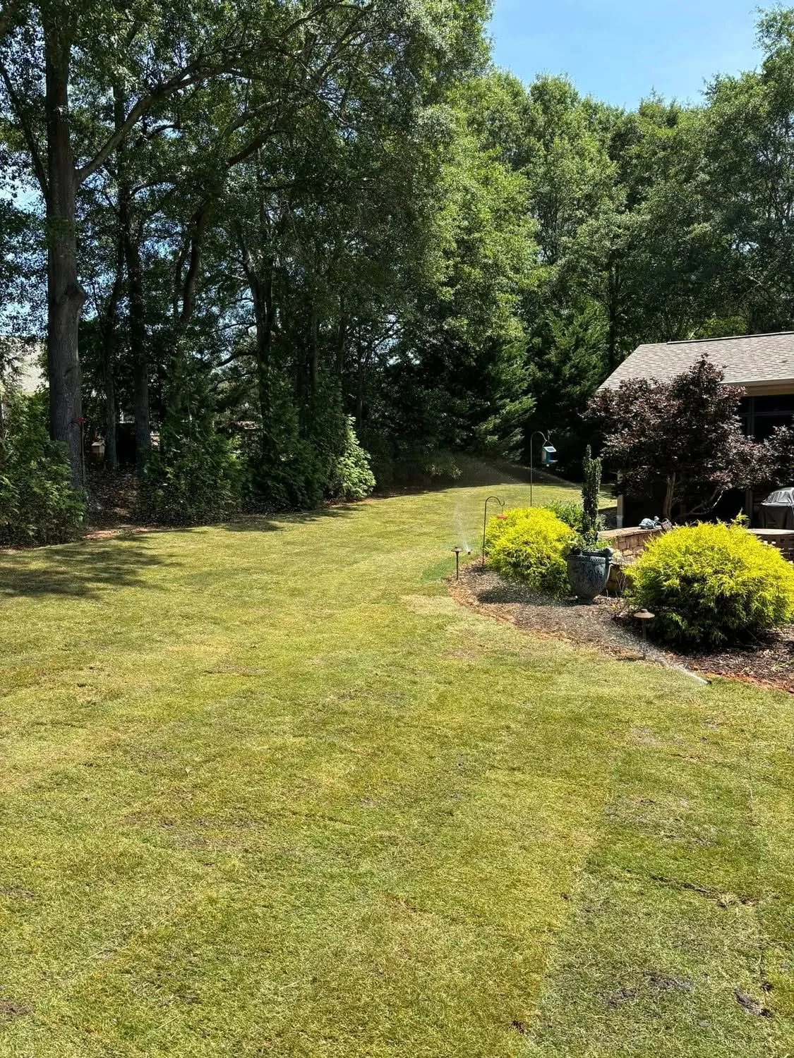 New sod seams sprinklers golden shrubs tree line