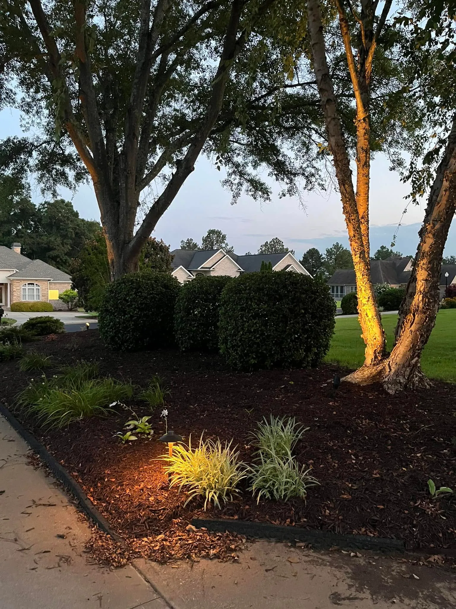 Path light variegated liriope uplit river birch dusk.3181865e