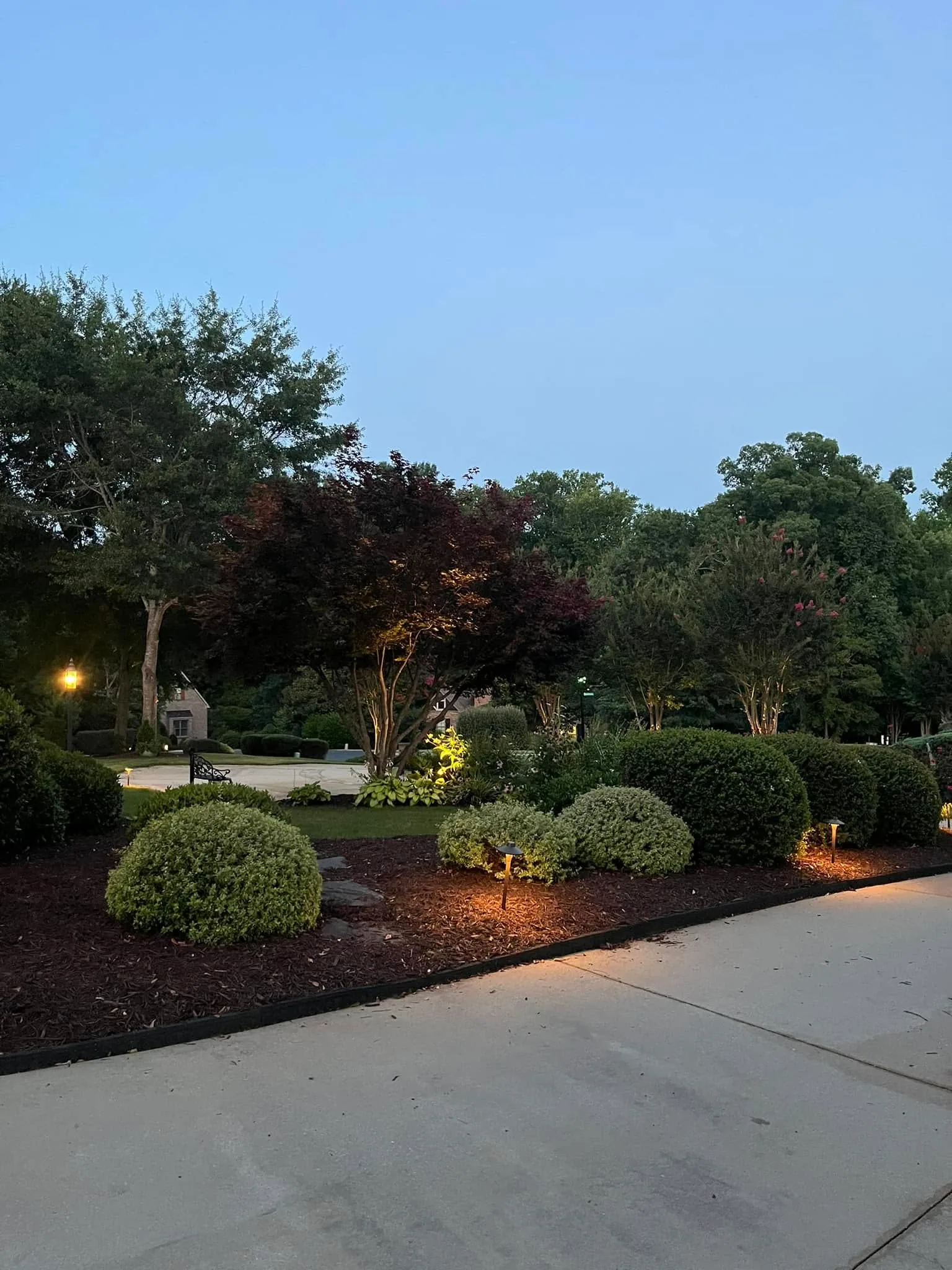 Path lights rounded shrubs japanese maple dusk.d6e0fb33