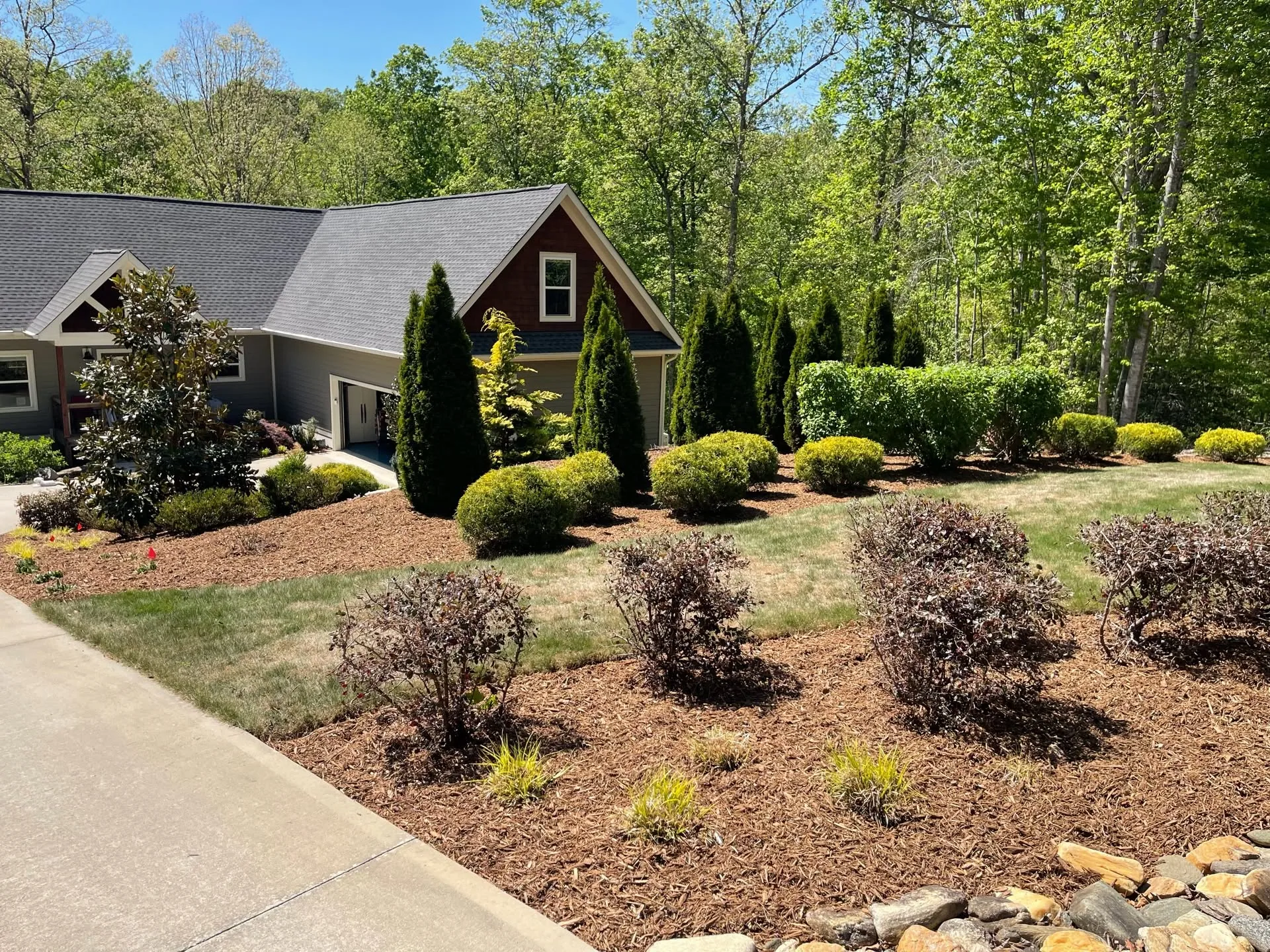 Purple loropetalum mulch beds driveway arborvitae upstate SC