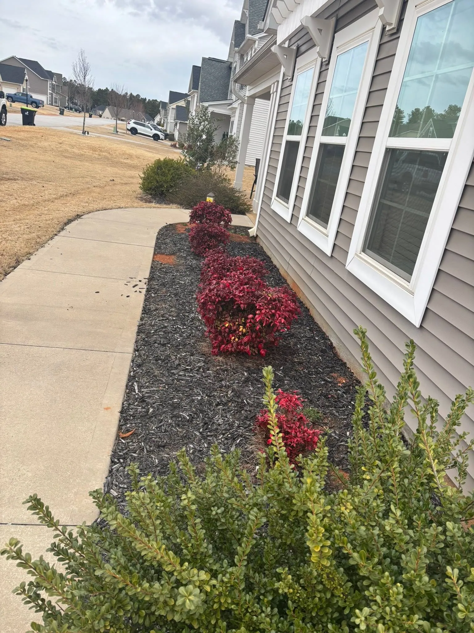 Red shrubs black mulch foundation bed sidewalk.d1b60855