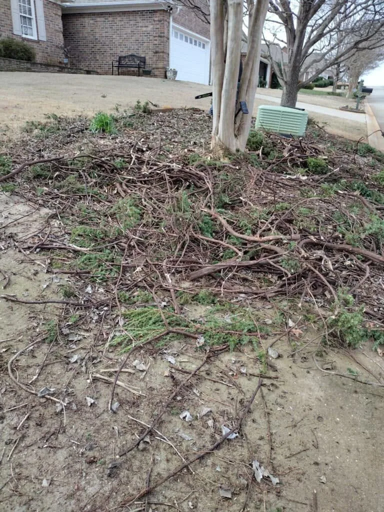 Tangled vine debris bed crape myrtle trunk