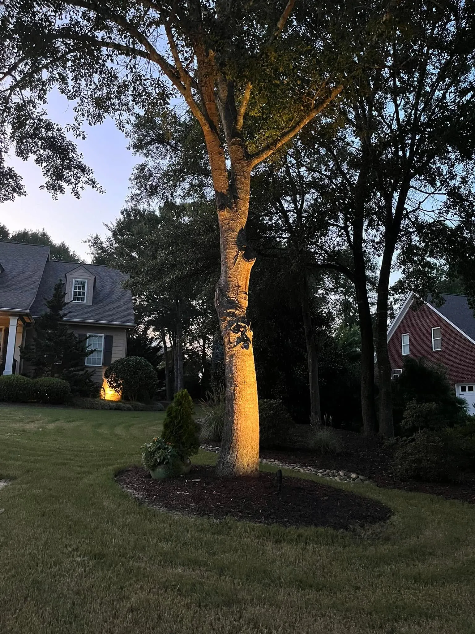 Uplit shade tree trunk mulch ring dusk