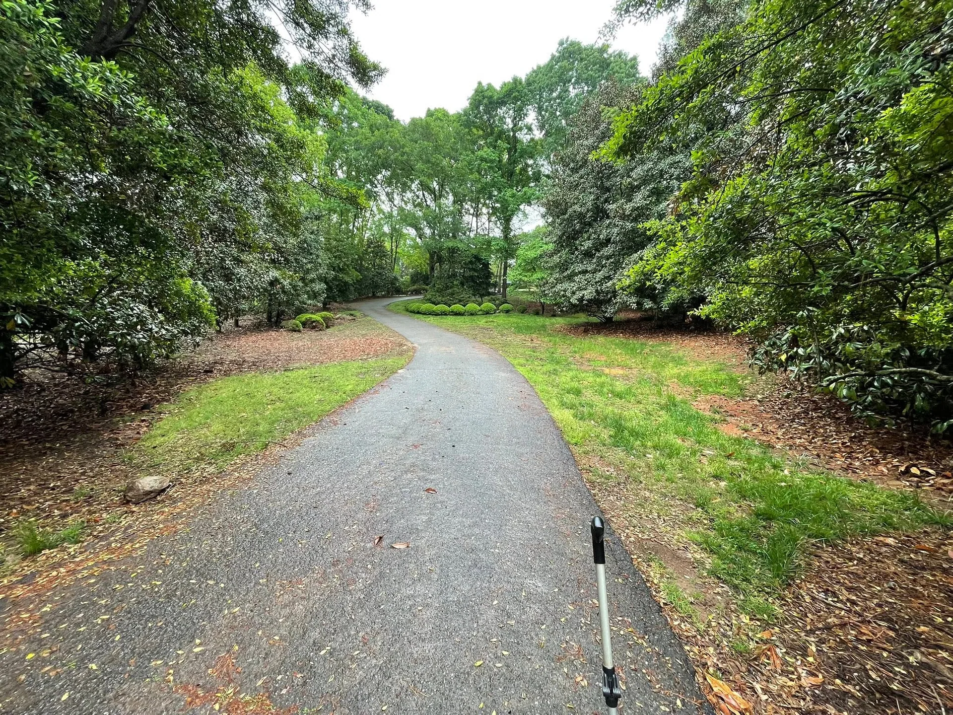 Winding asphalt path magnolia trees wooded lawn.23fd3ed4
