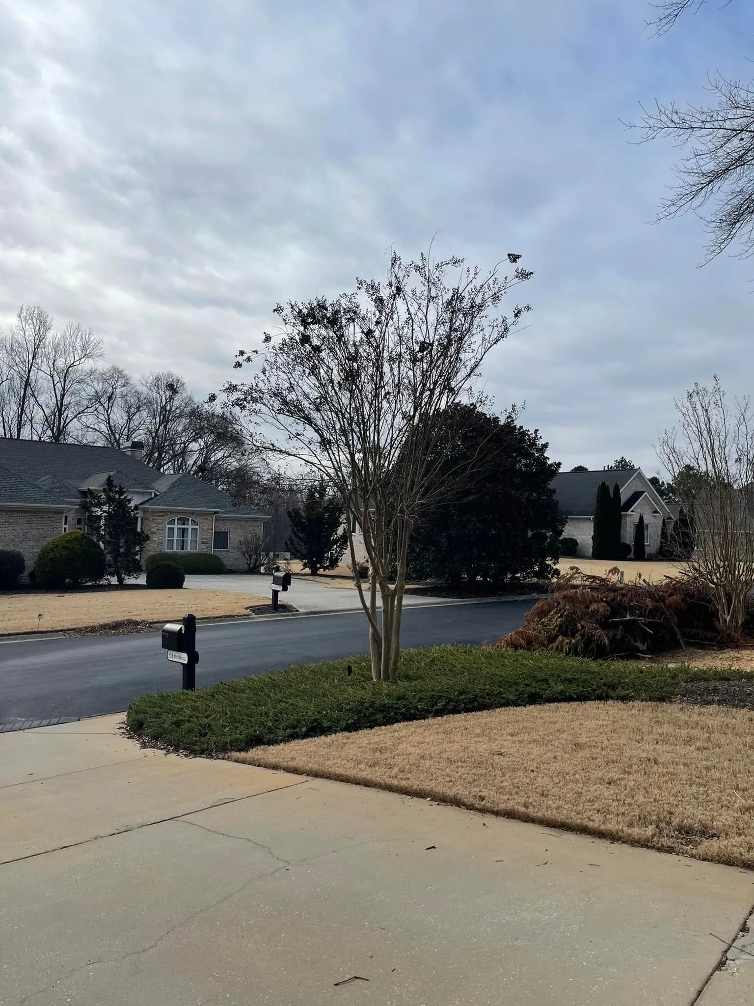 Winter crape myrtle juniper bed dormant lawn driveway